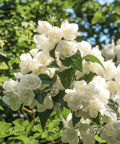 Iasomie cu flori pline 'Little White Love®'