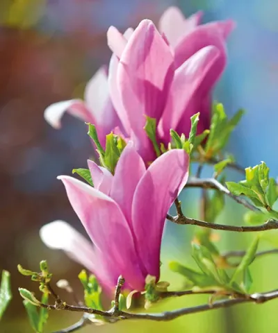 Magnolie cu floare mare 'Susan'
