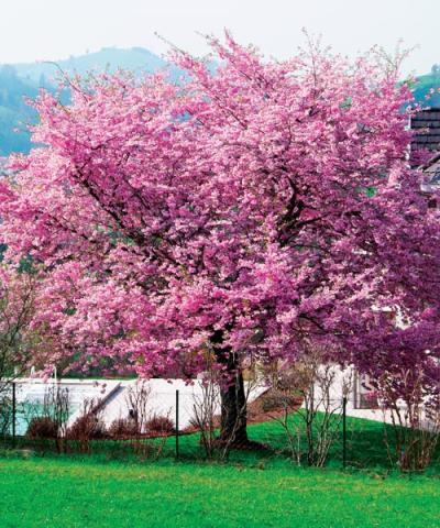 Sakura ozdobná - polokmeň