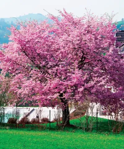 Třešeň - Sakura - stromek