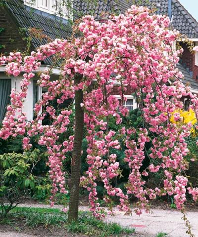 Cireş ornamental japonez atîrnător