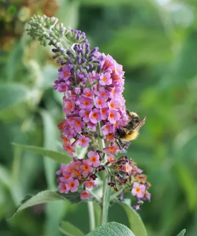 Letný orgován 'Flower Power'