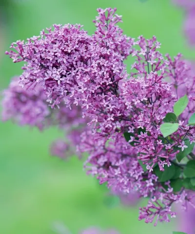 Orgona 'Bloomerang'® 'Dark Purple' Orgona 'Bloomerang'® 'Dark Purple'
