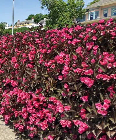 Krzewuszka 'Alexandra'