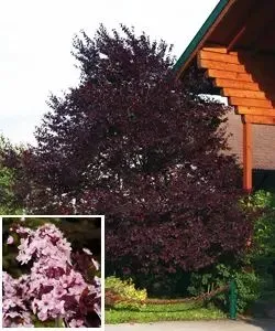 Myrobalan červenolistý