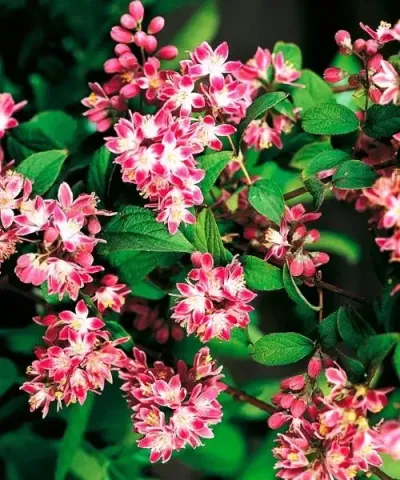 Gyöngyvirágcserje ´Pearl Rose´