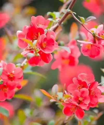 Japánbirs 'Pink Trail'