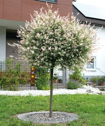Japonská vrba na kmínku