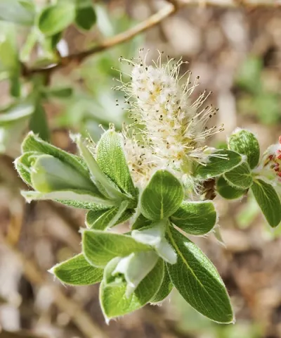 Zöld, ezüstösen szőrözött levek