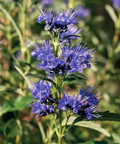 Bradavec 'Beyond Midnight'®