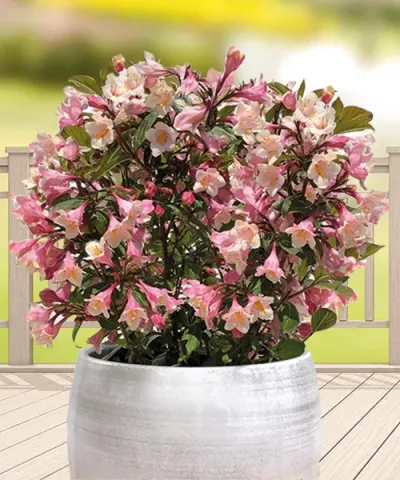 WEIGELA PITCIĂ ’VINTAGE LOVE ®’