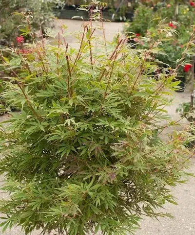 Japánjuhar 'Phoenix'