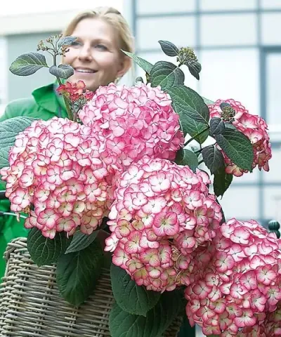 Óriásvirágú hortenzia ´Yvonne´