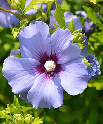 Ibišek syrský 'Sup Blue'