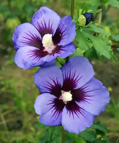 Ibišek syrský 'Hawaii'