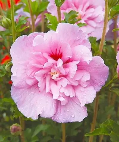Mályvacserje Lavender 'Ciffon'