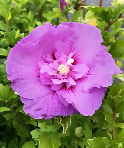 Plnokvětý ibišek 'Purple Chiffon®'