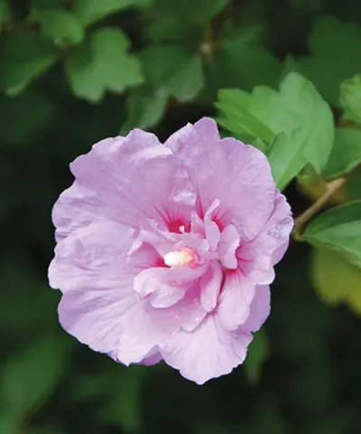 Hibiscus 'Pink Ciffon'