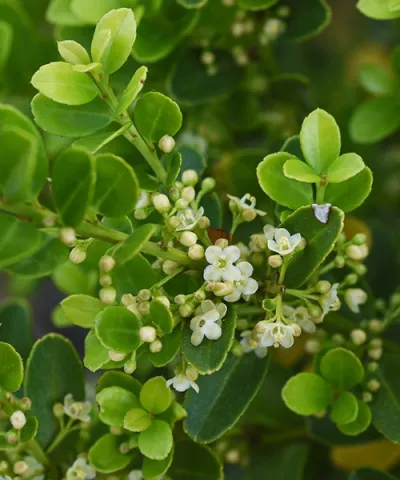 Cesmína 'Caroline Upright'