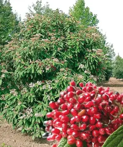 Ráncoslevelű bangita