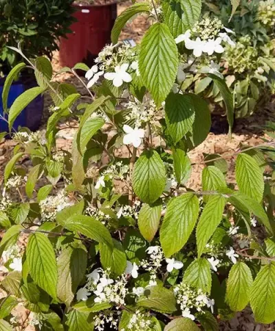 Kalina 'Kilimandjaro'