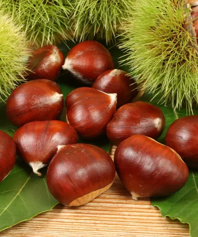 Szelídgesztenye 'Brunella'