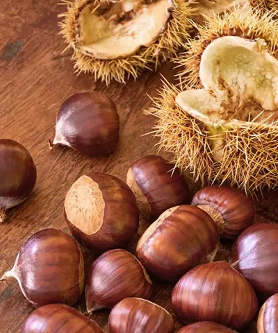 Jedlý kaštanovník 'Précoce Migoule'