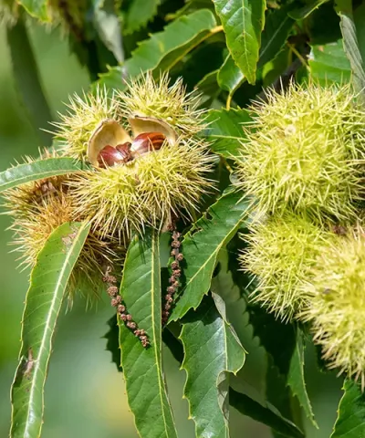 Esskastanie 'Marigoule'