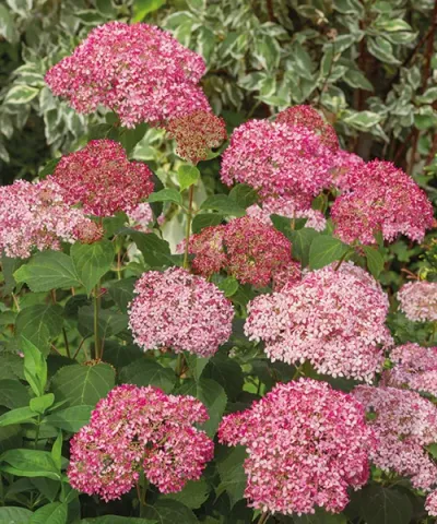Hortensie 'Pink Percussion'