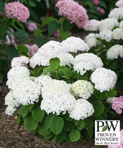 Hortensie 'Bella Ragazza® Blanchetta'