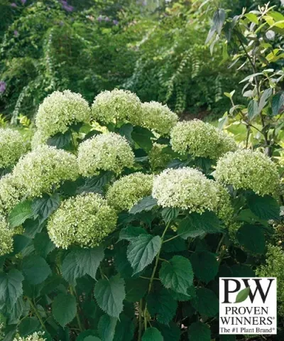 Hortensie 'Bella Ragazza® Limetta'