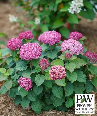 Hortensie 'Bella Ragazza® Mauvette'