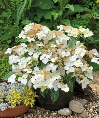 Hortenzia velkolistá 'Bridal Bouquet®'