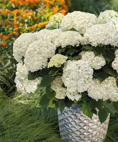 Hortenzia 'FlowerWOW®'