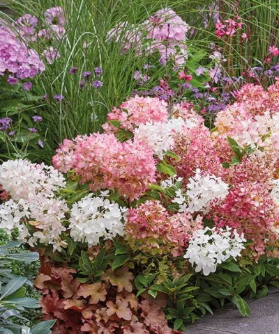 Metlinatá hortenzia 'Groundbreaker®'