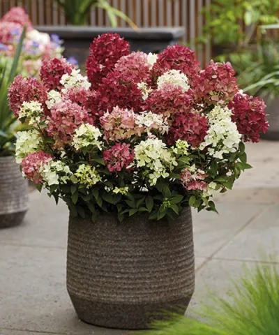 Talajtakaró hortenzia 'Groundbreaker®' Ruby Talajtakaró hortenzia 'Groundbreaker®' Ruby