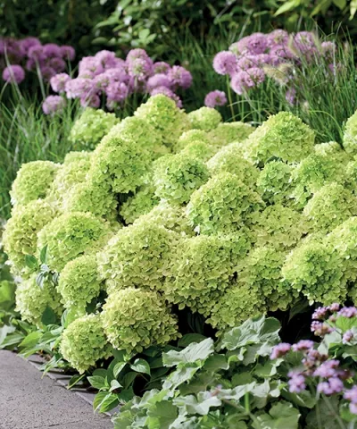 Hortenzia latnatá Groundbreaker® 'Greeny'