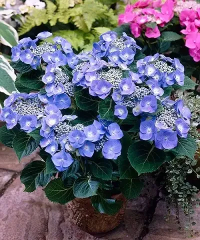 Hortenzia ´Teller Blue´