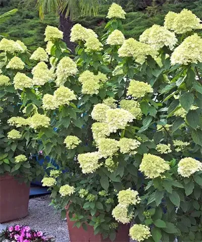 Hortenzia´Little Lime´