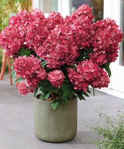 HORTENSIE CU PANICULE ’BLOODY MARY’