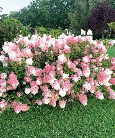 Rispenhortensie 'VanilleFraise®' Hortensien STARKL Der starke
