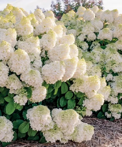 Latnatá hortenzia 'Little Hottie'® Latnatá hortenzia 'Little Hottie'®