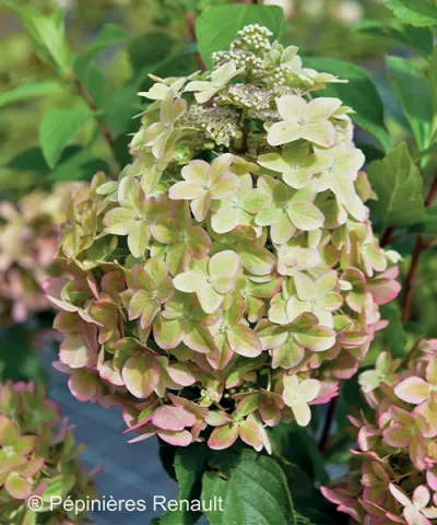 Hortenzia latnatá Metalica® 'renmeta' Hortenzia latnatá Metalica® 'renmeta'