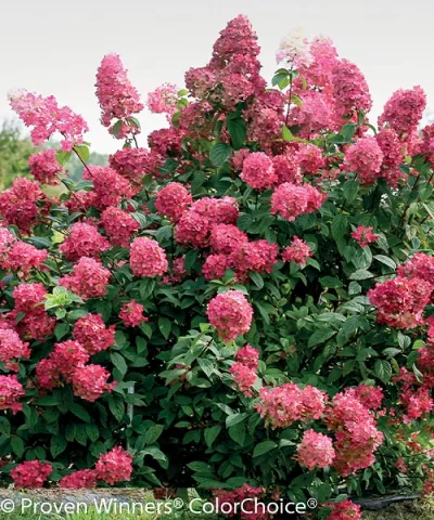 Latnatá hortenzia 'Fire Light'®