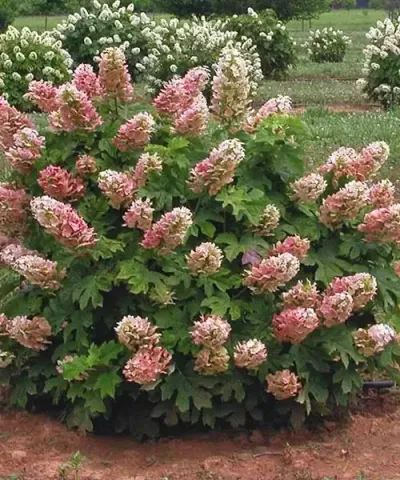 Tölgylevelű hortenzia 'Ruby Slippers'