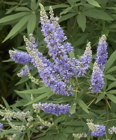 Vitex 'Latifolia'