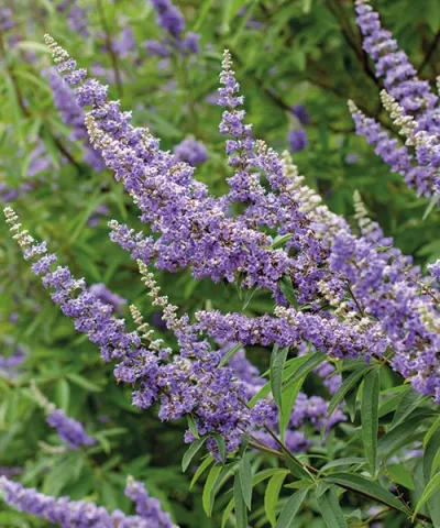 Vitex jahnací