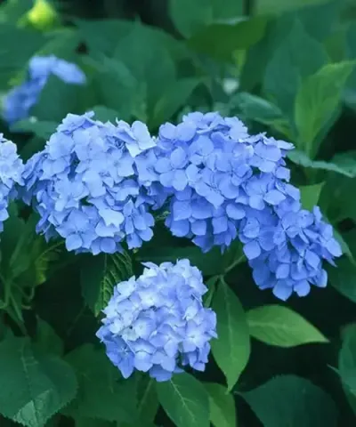 Hortenzia 'Generale Vicomtesse de Vibraye'
