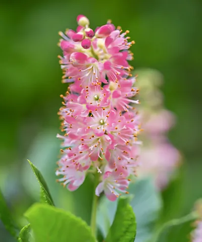 Jochovec olšolistý 'Ruby Spice'