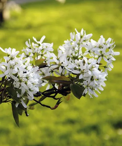 Muchovník Lamarckův Muchovník Lamarckův